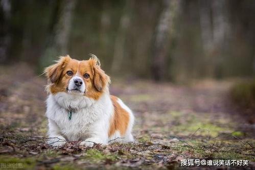 国产乱叫,揭秘国产电影中的独特声音魅力